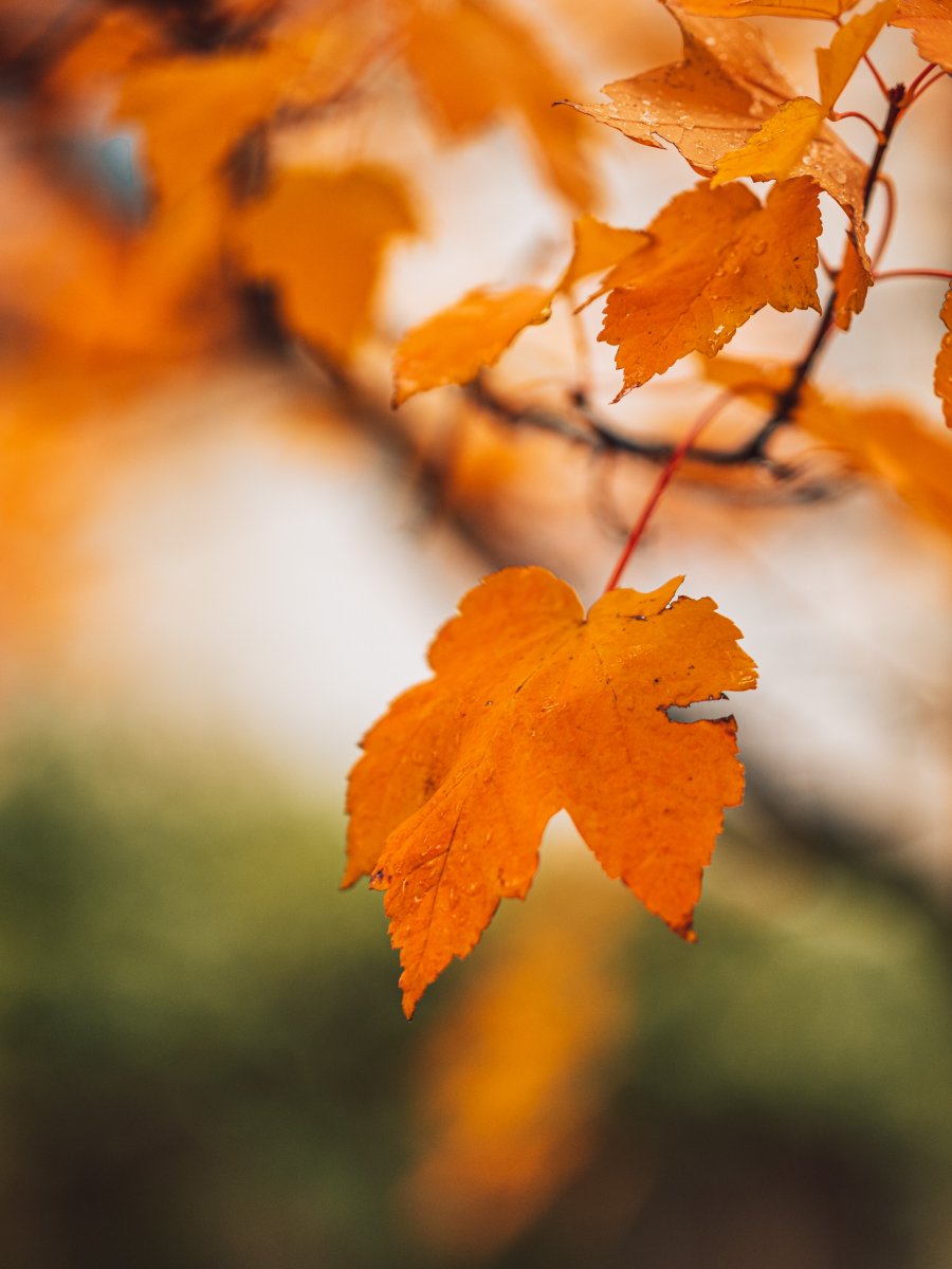 PGYTECH_global's tweet photo. Embrace the season's essence with PGYTECH wrist strap and autumn's fiery maple leaves. 🍁✨
@hin29_photography
#pgytech #outdoor #camerastrapair #shoulderstrap #wriststrap #photography #videography #adventureready #sony #canon #dji #insta360 #gopro https://t.co/NHgqk4APsA