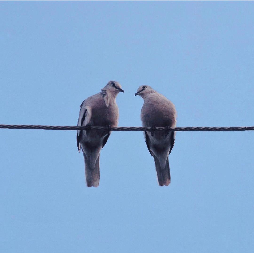lleide1611's tweet photo. #love #birds https://t.co/UYU2uiXvcD
