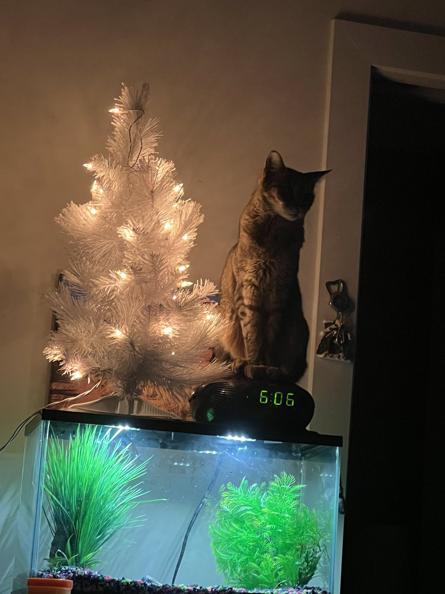 somebody is almost as tall as the tree 🌲 😼