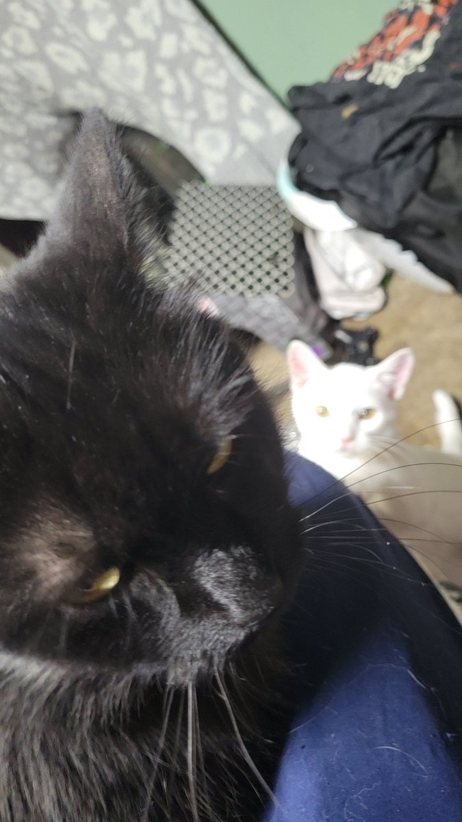 panicatthechemr's tweet photo. @toxoplasmosii https://t.co/BeUOk6tK3x