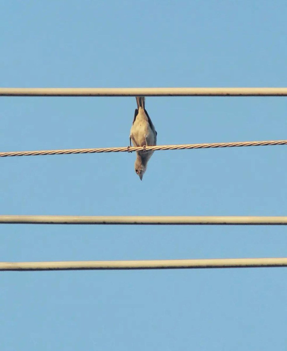 lleide1611's tweet photo. #birds https://t.co/xIAmR4NZxb