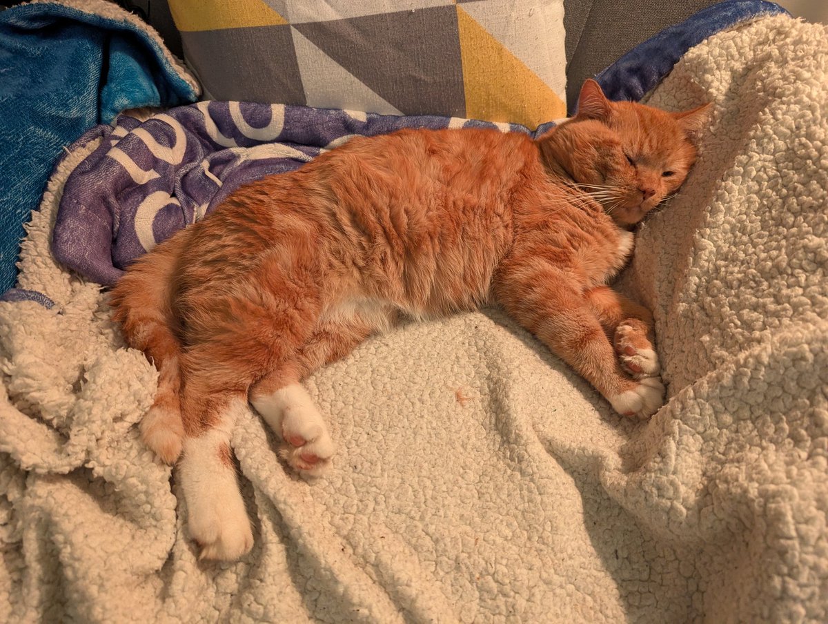thegoodcatboy's tweet photo. ohhh yyes. this is the Life https://t.co/aeyZN6m7cq
