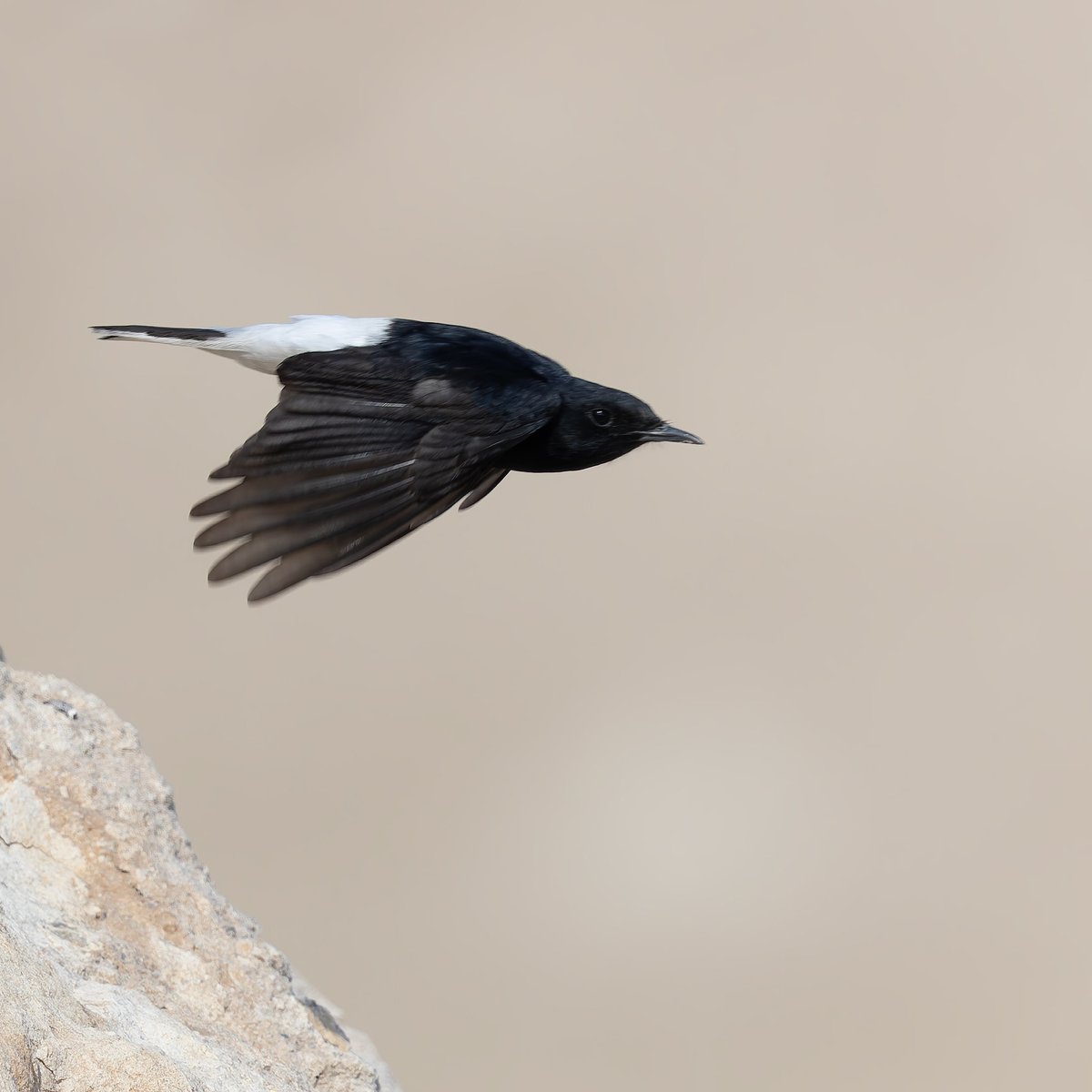 ar_alsirhan's tweet photo. White-crowned Wheatear Oenanthe leucopyga
08/12/2024
https://t.co/WseYy0M4pg https://t.co/TS3G1Vq2Mo