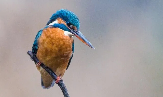 We are thrilled to announce the 2024 Kingfisher Poetry Prize shortlist!

pulpliterature.com/announcing-the…

#poetrycontest #poetry #poetsofinstagram #poetrycommunity #writingcontest