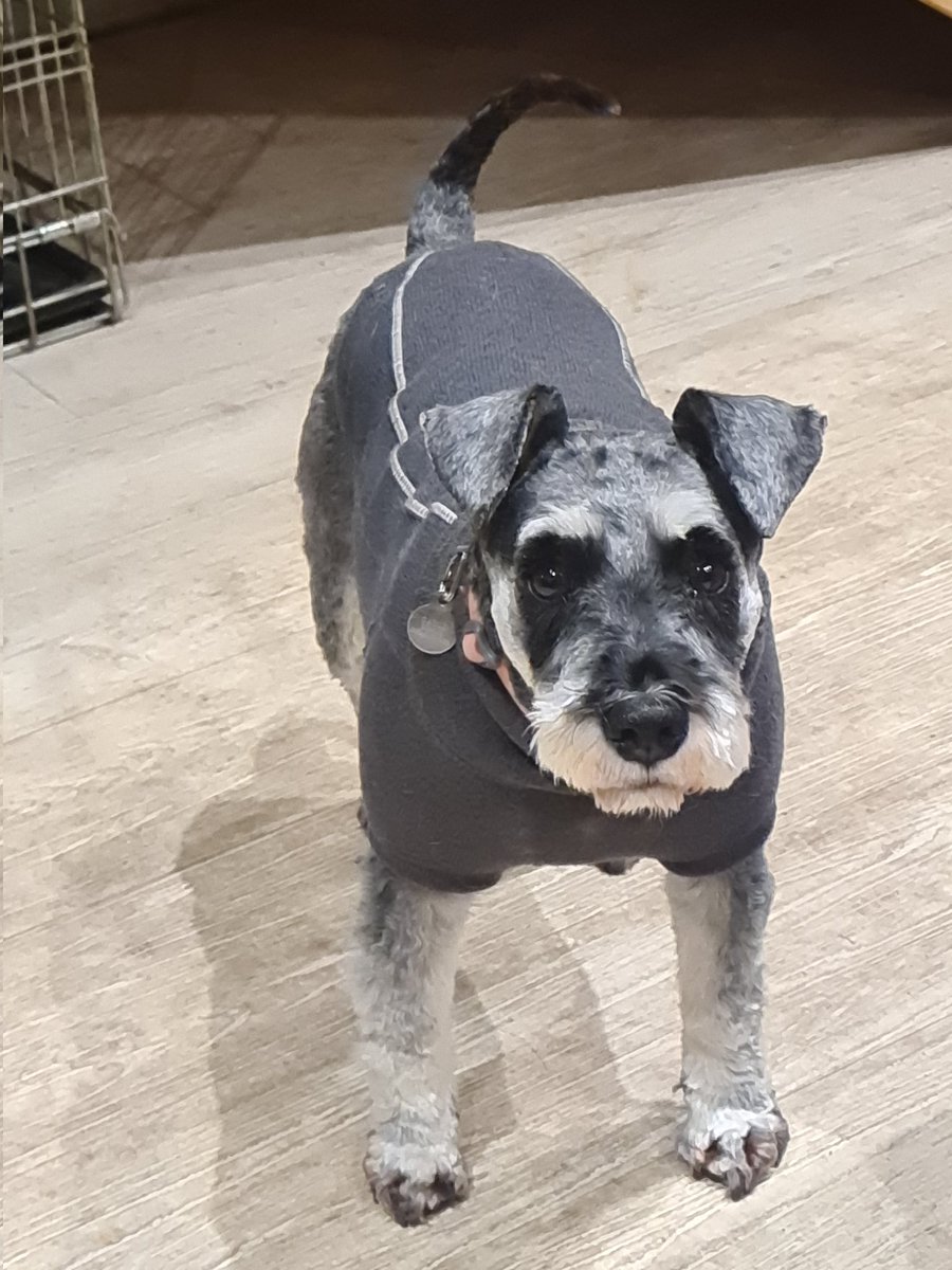 Today is not the day to be groomerated, too chilly. That goodness for her faithful ruffwear jumper from the best dog shop around <a href="/bemorebob2/">BeMoreBob</a> 😊
