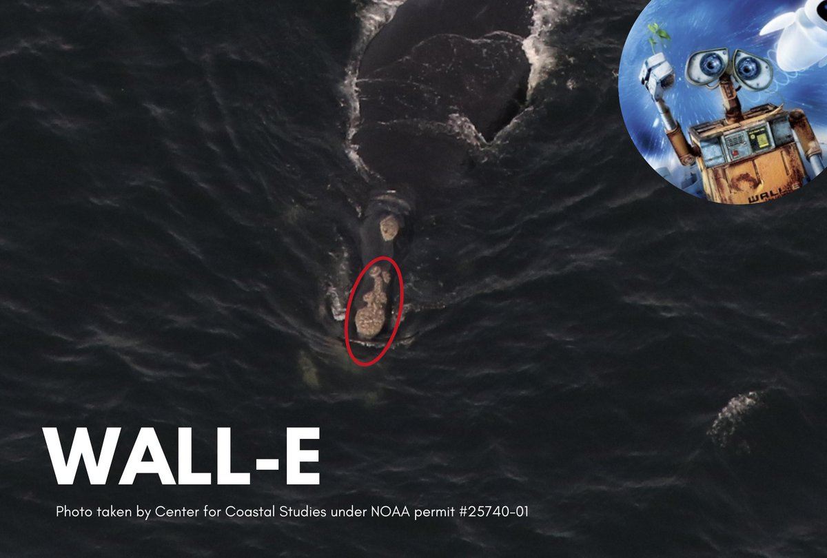 NEAQ's tweet image. We have 20 newly named North Atlantic right whales, including "Wall-E!" 🤖🌱

Our scientists at the #AndersonCabotCenter help coordinate the naming process, where whales are given names based on recognizable features.

More w/ whale bios from @whales_org: bit.ly/3VoYI4c