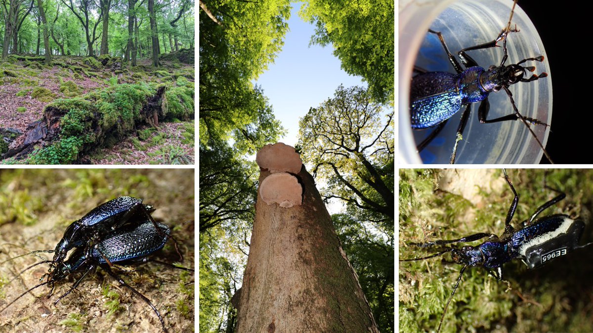 Nick Royle (@royleresearch) on Twitter photo Splendid PhD opportunity on ecology and conservation of #bluegroundbeetles in #temperaterainforests in the Southwest of England now available: tinyurl.com/BGBeetle. Come join the team! Interested? Email me: n.j.royle@exeter.ac.uk for further info. Please share. Splendid PhD opportunity on ecology and conservation of #bluegroundbeetles in #temperaterainforests in the Southwest of England now available: tinyurl.com/BGBeetle. Come join the team! Interested? Email me: n.j.royle@exeter.ac.uk for further info. Please share.