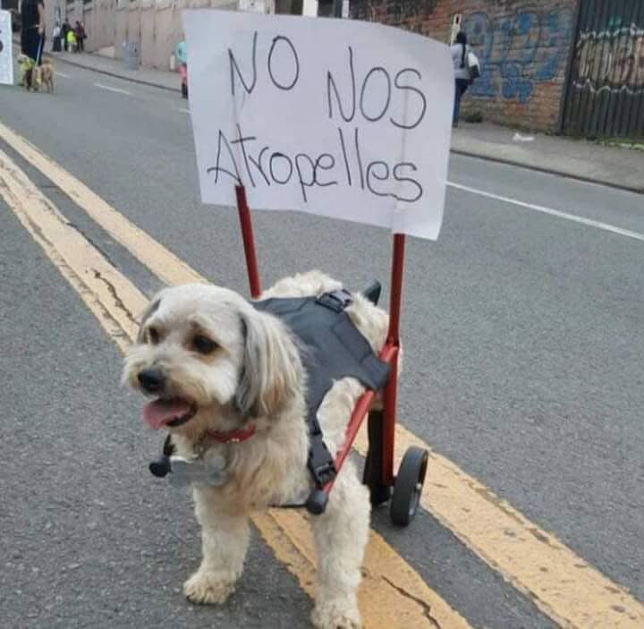 mayumiguillen's tweet image. Un pedido muy humano ♥️🙏🏼🐶🙏🏼♥️