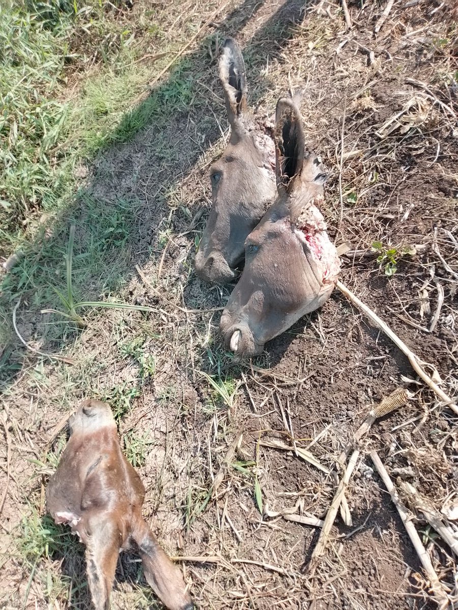 Bookten8's tweet photo. These donkeys are slaughtered in Ewuaso kedong -kajiado west and the meat is taken to Dagorreti and Burma market and sold to unsuspecting Kenyans.
@DCI_Kenya why are you quiet about this?
#EndDonkeyslaughter https://t.co/4hOHOldAJA