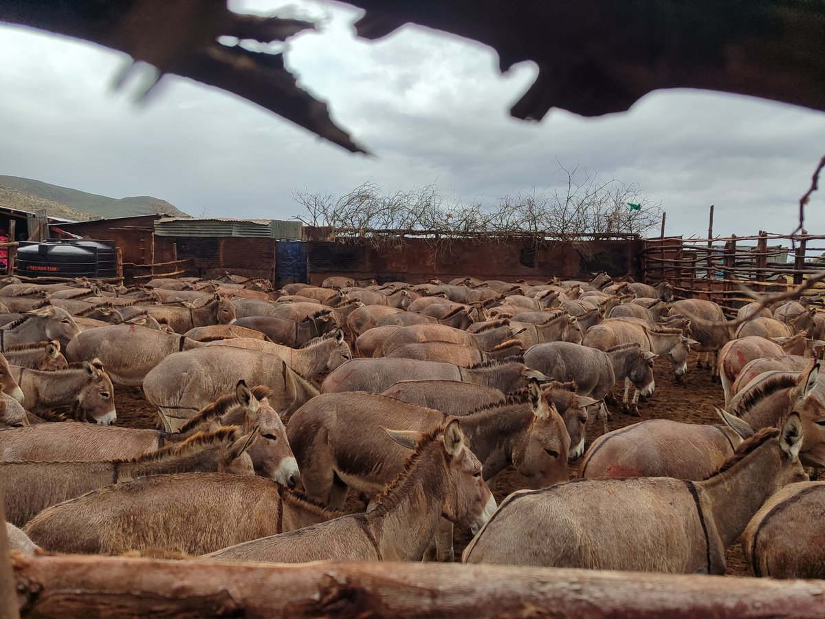 Bookten8's tweet photo. These donkeys are slaughtered in Ewuaso kedong -kajiado west and the meat is taken to Dagorreti and Burma market and sold to unsuspecting Kenyans.
@DCI_Kenya why are you quiet about this?
#EndDonkeyslaughter https://t.co/4hOHOldAJA