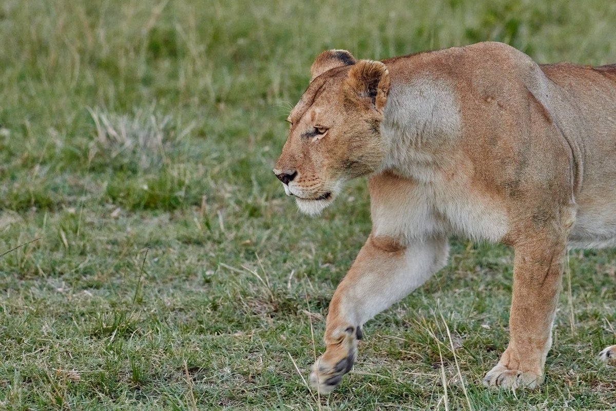 bownaankamal's tweet photo. Lions of Masai Mara | Kenya
1) Topi Pride Lionesses | Apr 2023
2) Fig Tree cubs | Oct 2019
3) Fig Tree Lionesses | Oct 2019
4) Sopa Pride Lioness | Oct 2023
.
.
#masaimara #natgeo #bigcatsofmasaimara https://t.co/GFz7VWowYX