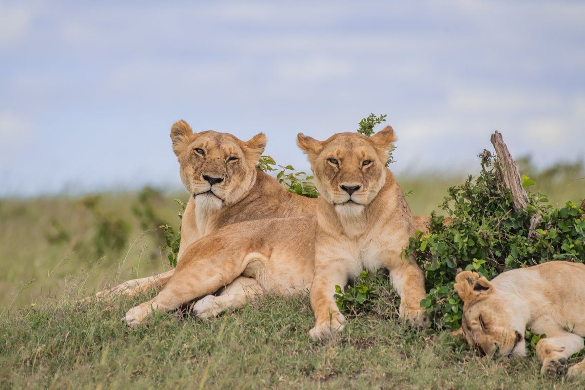 bownaankamal's tweet photo. Lions of Masai Mara | Kenya
1) Topi Pride Lionesses | Apr 2023
2) Fig Tree cubs | Oct 2019
3) Fig Tree Lionesses | Oct 2019
4) Sopa Pride Lioness | Oct 2023
.
.
#masaimara #natgeo #bigcatsofmasaimara https://t.co/GFz7VWowYX