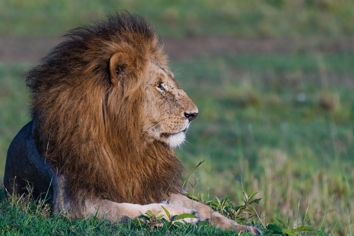 bownaankamal's tweet photo. Big Boys of Masai Mara | Kenya
1) King Doa | Oct 2019
2) Orkitok (Salas Boy) | Apr 2023
3) Osapuk (Salas Boy | Jun 2024
#masaimara #natgeo #bigcatsofmasaimara https://t.co/mvGMNq6YyC