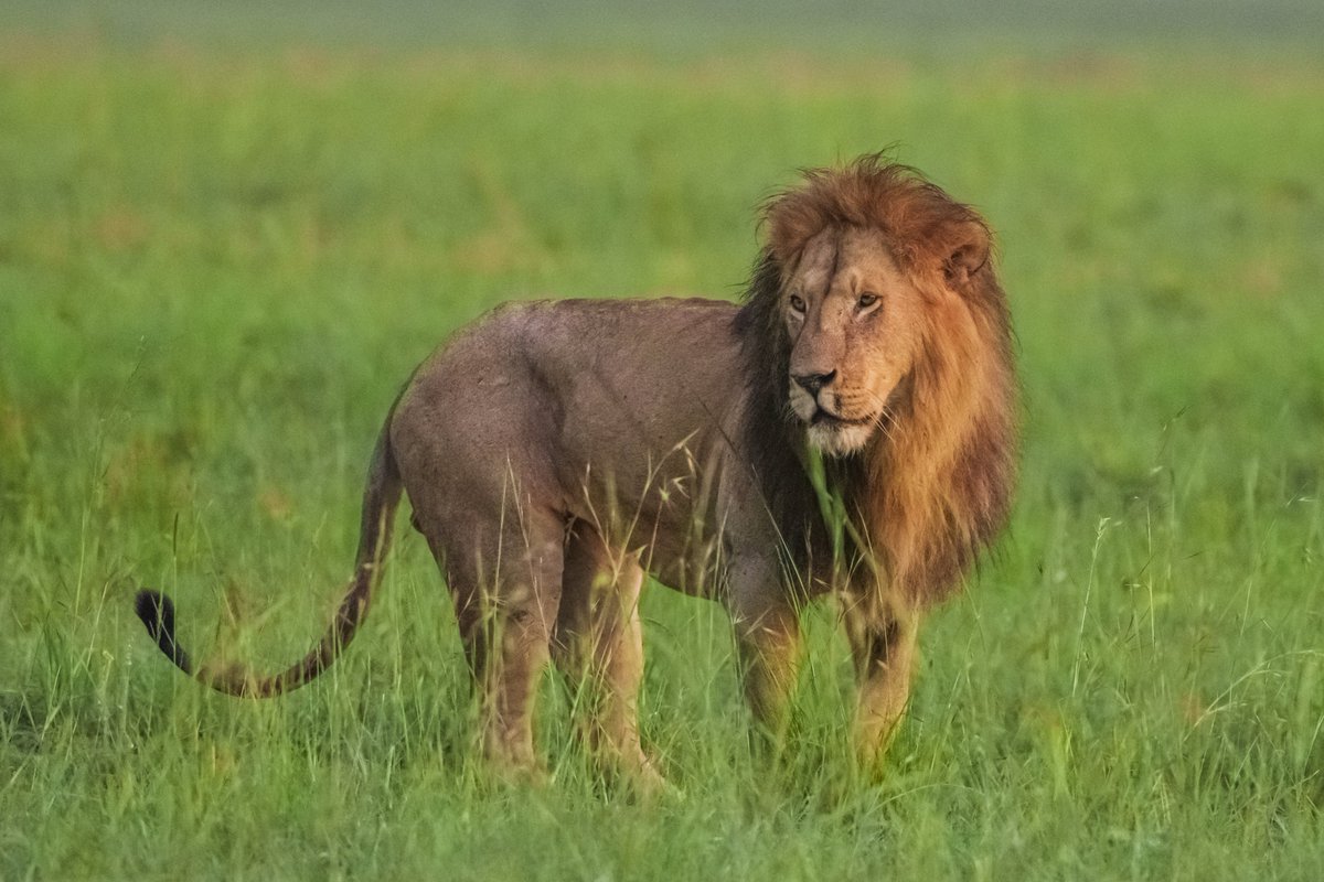 bownaankamal's tweet photo. Big Boys of Masai Mara | Kenya
1) King Doa | Oct 2019
2) Orkitok (Salas Boy) | Apr 2023
3) Osapuk (Salas Boy | Jun 2024
#masaimara #natgeo #bigcatsofmasaimara https://t.co/mvGMNq6YyC