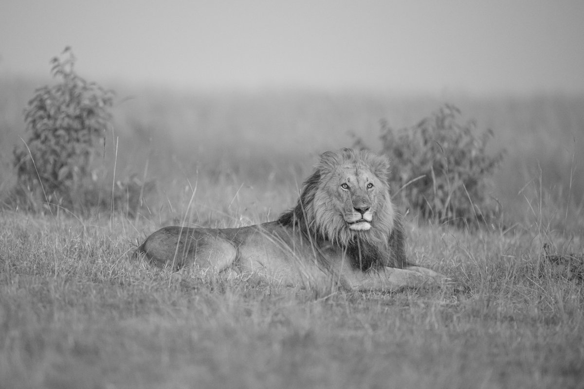 bownaankamal's tweet photo. Big Boys of Masai Mara | Kenya
1) King Doa | Oct 2019
2) Orkitok (Salas Boy) | Apr 2023
3) Osapuk (Salas Boy | Jun 2024
#masaimara #natgeo #bigcatsofmasaimara https://t.co/mvGMNq6YyC