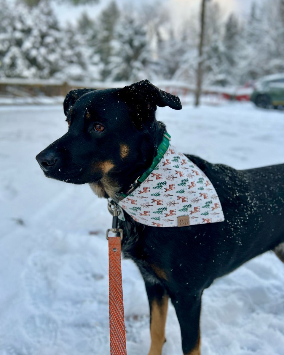 Elsie is sporting her festive attire as we prepare to open this weekend for the winter season!