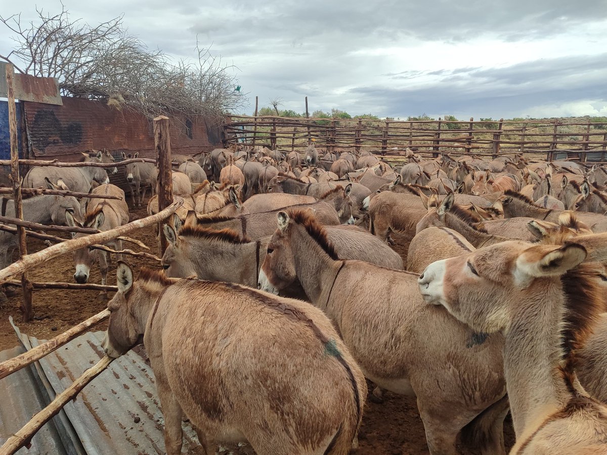 Bookten8's tweet photo. A part from donkey slaughter being a public health concern, donkey population is also dying. We want to call on action for Authorities to act.
#EndDonkeyslaughter https://t.co/00pUMM7yni
