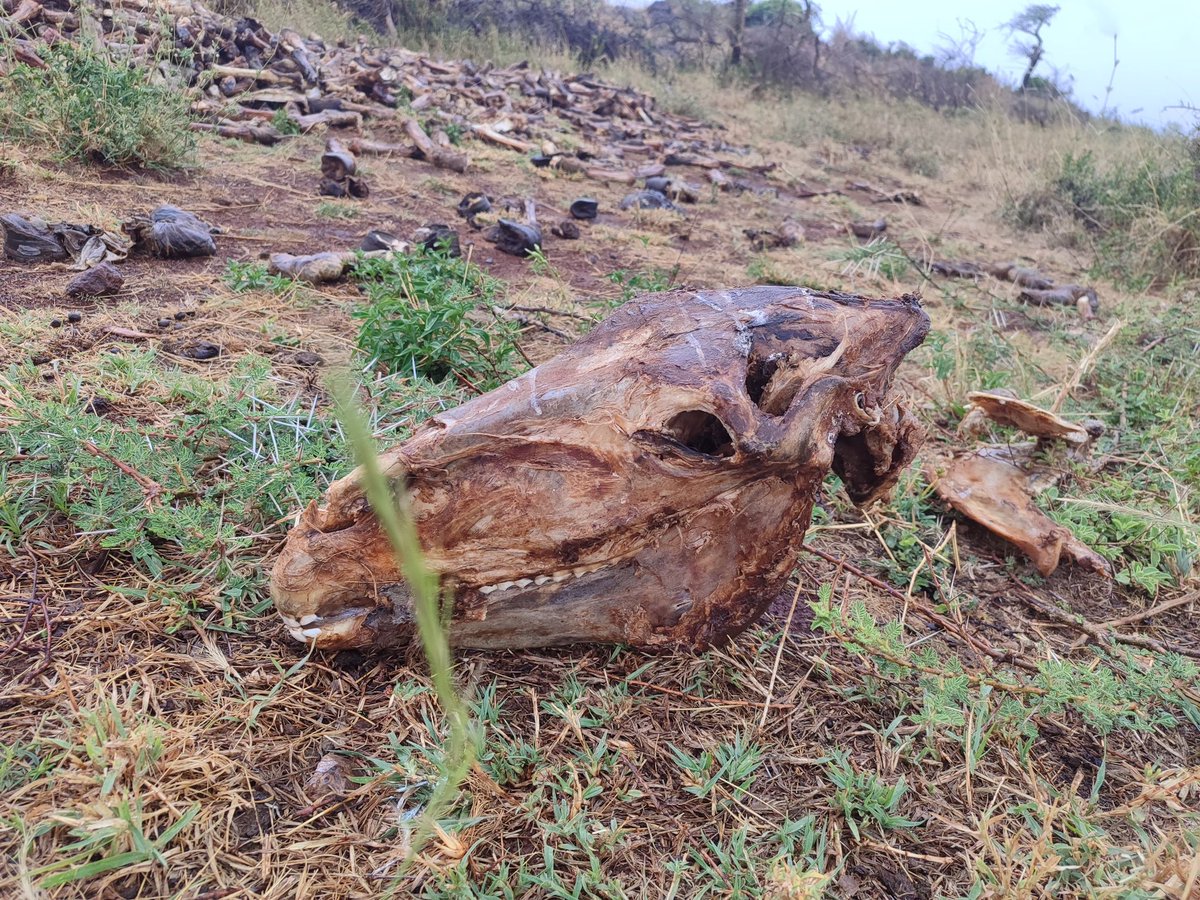 Bookten8's tweet photo. @DCI_Kenya who is Exporting Donkey skins after AU Moratorium on Donkey skins and products ?
#EndDonkeyslaughter https://t.co/5m43E85zrE
