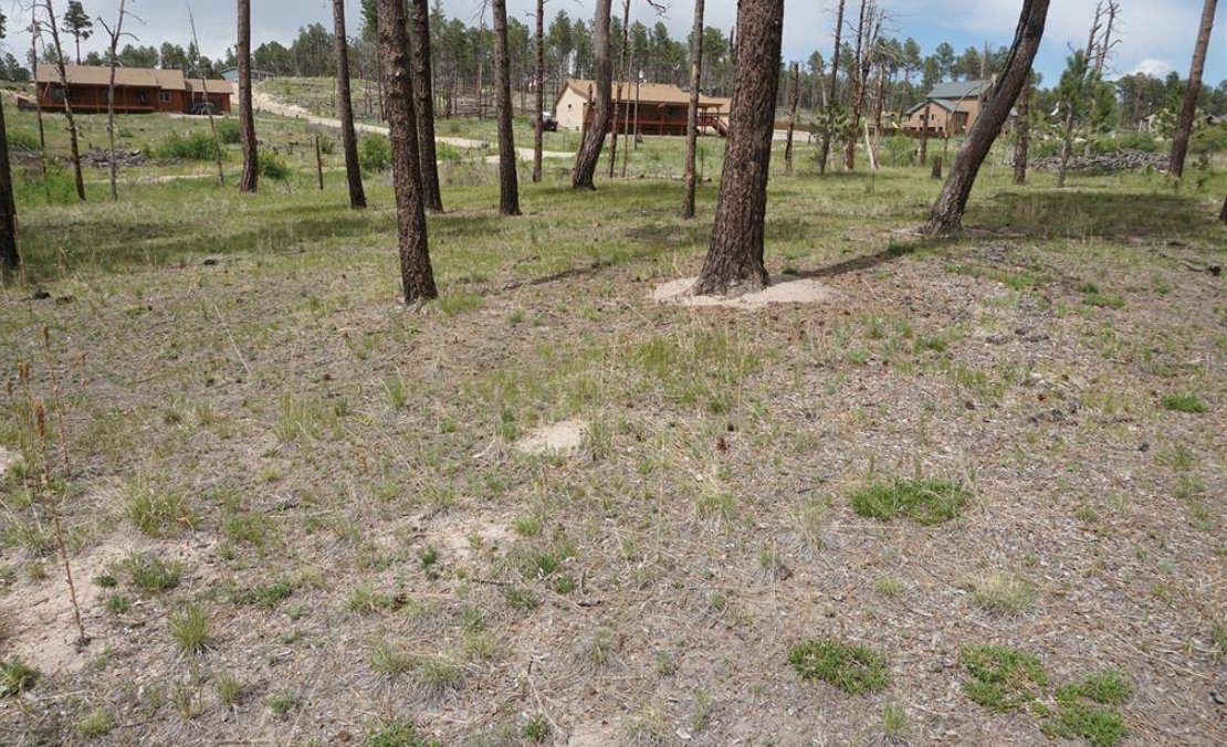 JasonRoshek's tweet photo. This prime property features a tranquil ravine and mature trees, ideal for outdoor activities. Power is nearby!
Inquire for details!
 https://t.co/Yqpq6p0hX2 https://t.co/Cb8g27K4p0