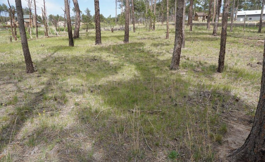 JasonRoshek's tweet photo. This prime property features a tranquil ravine and mature trees, ideal for outdoor activities. Power is nearby!
Inquire for details!
 https://t.co/Yqpq6p0hX2 https://t.co/Cb8g27K4p0