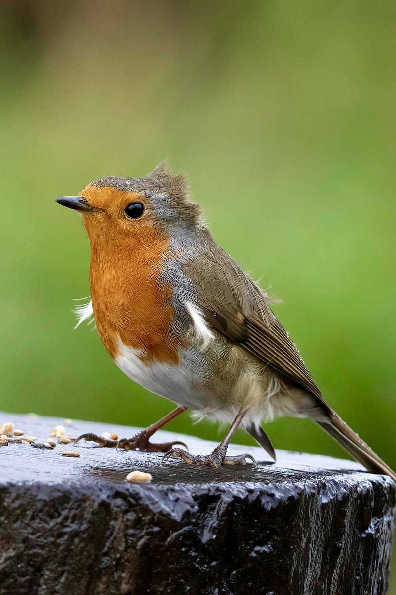A robin was happy to find the seed we put out during the storm at the weekend,