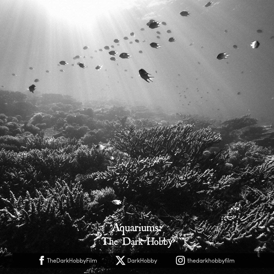 DarkHobby's tweet image. "Every year, we open the eyes of thousands upon thousands more people to what's going on. These guys can go out and empty any given reef and it's legal. That can't be right! But it's what happening"
- Robert Wintner (Snorkel Bob)

#fishabuse #reefabuse #fishcruelty #reefwildlife