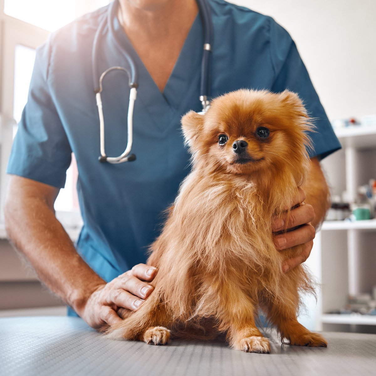 📢Veterinary Pros! We're wrapping up our survey at the end of this month, so you only have a couple more weeks to have your voices heard.
Please take this 5-min survey to tell us what puppy behaviour challenges you're facing at work: surveymonkey.com/r/G9676BY