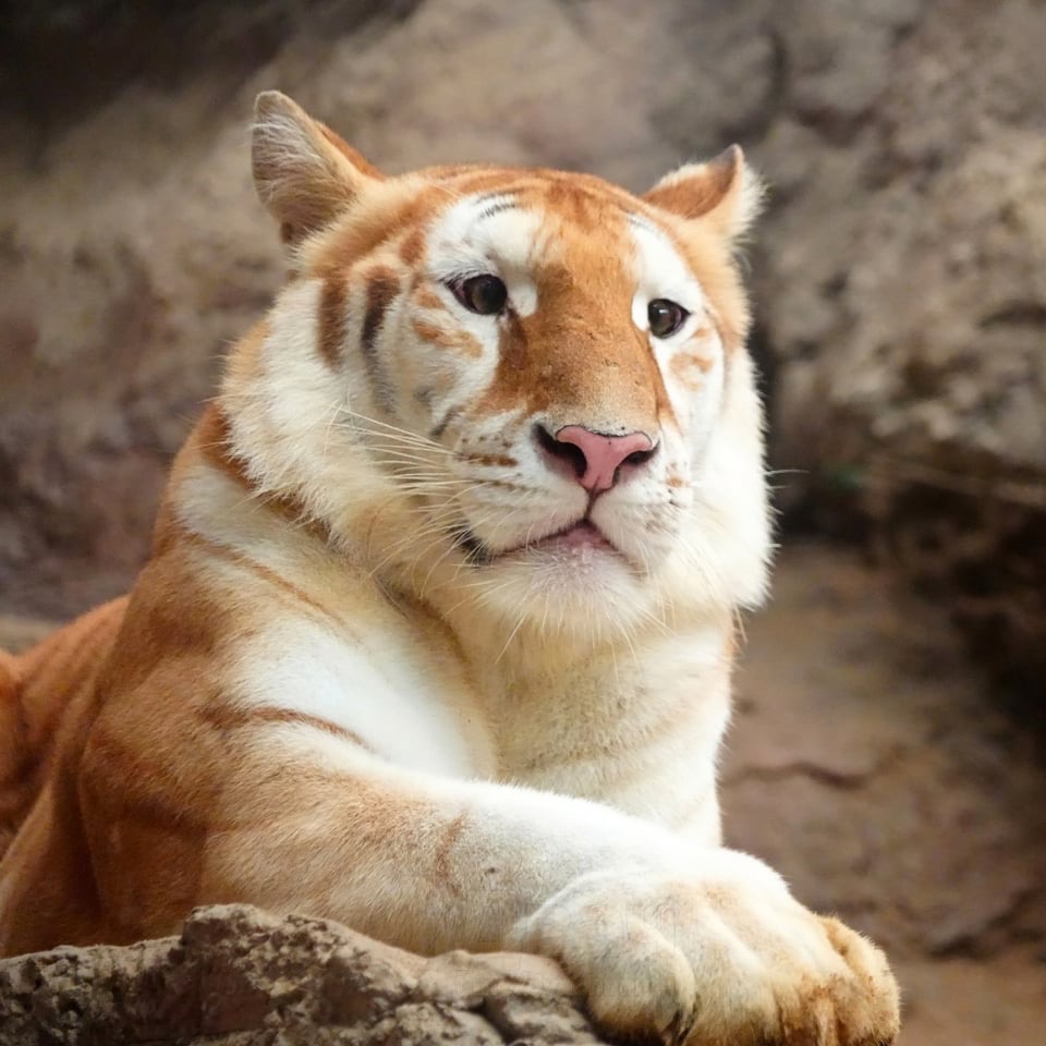 Ericzona's tweet photo. @SuperGuppySol @AgencyLaser @1stablememecoin Golden Tigress say, “When a top-tier Meme Project is trading at a discount—you Buy, child. ‘Buy, Buy, Buy’… like N’Sync song.” https://t.co/BkF51sUybF
