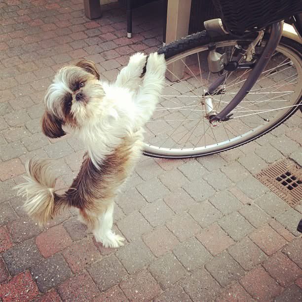 Rob Coenen tweet media