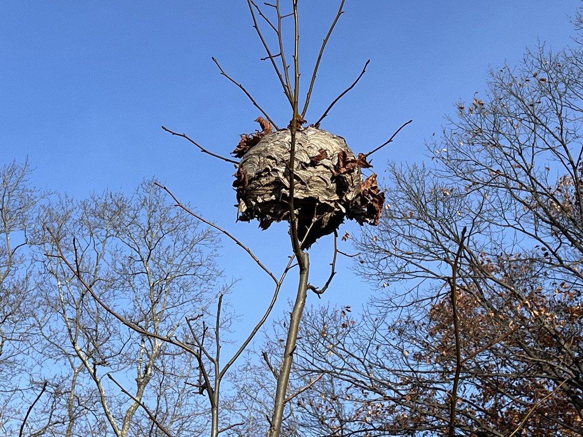 Mark Vergari tweet media