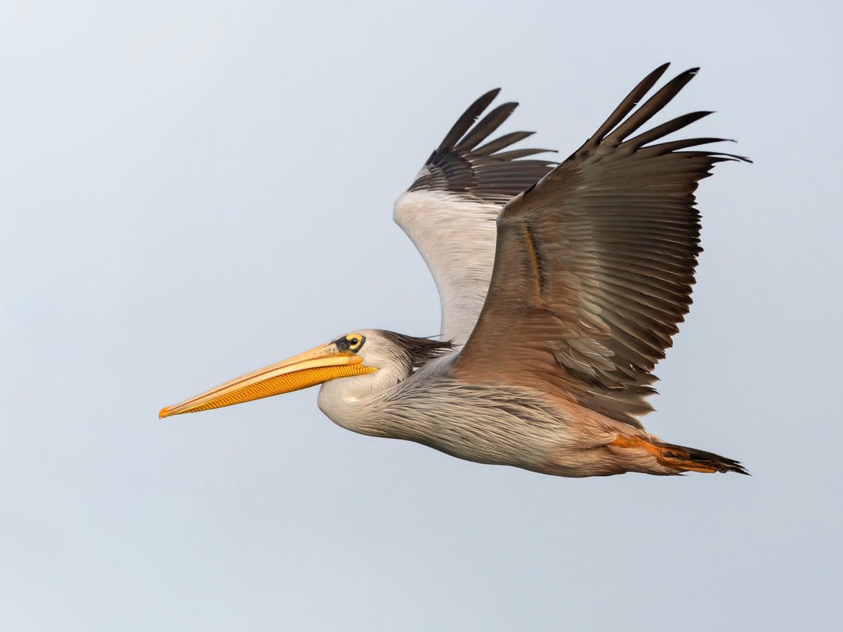iensonbutton's tweet image. BREAKING NEWS | 🚨  Formula One driver George Russell has been eaten by a pelican