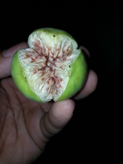 0x20100's tweet photo. @OGshoots Blew up one fig yesterday, couldn’t make back https://t.co/2r5MOB9MP3