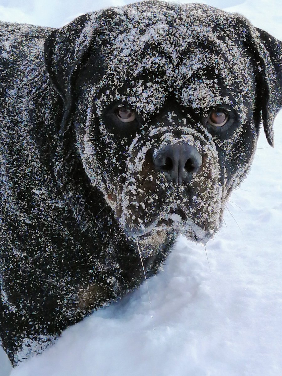 JamesLe28908935's tweet photo. Hello Monday, we meet again! Have a wooftastic day everyone!! Gโ๏ธEโ๏ธO โ๏ธRโ๏ธGโ๏ธEโ๏ธMore Snowweiler Shenanigans again today โ๏ธ๐๐ฏโ๏ธ#George #Snowweiler #MondayVibes #MondayMotivaton #everydayalittlefun https://t.co/2PzxxYDY6o