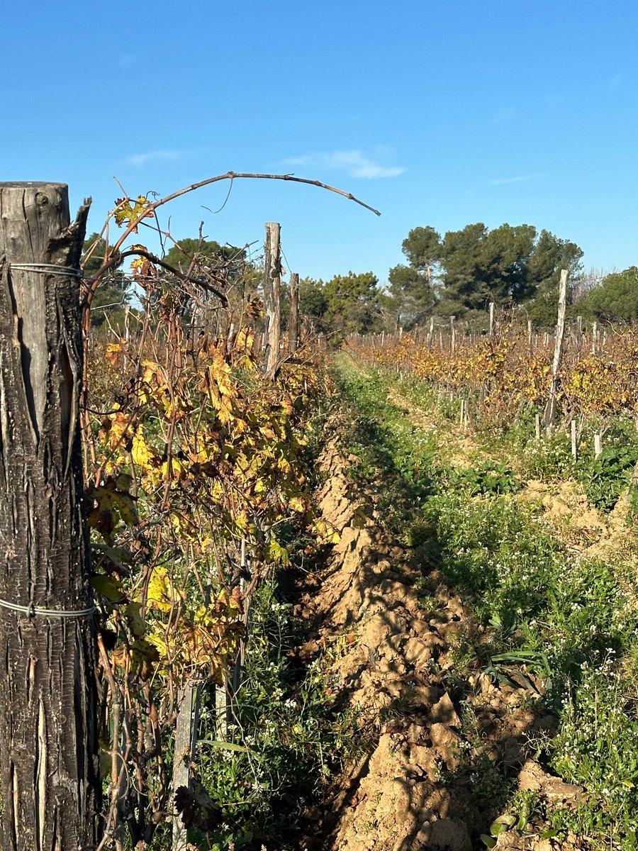 RaventosiBlanc's tweet image. [VITICULTURA 🌱]

La naturaleza sigue su propio ritmo. En la misma viña, las cepas de #Malvasia aún conservan algunas hojas, mientras que las de #Xarel·lo ya están completamente desnudas. Cada variedad, un mundo único. 🌿