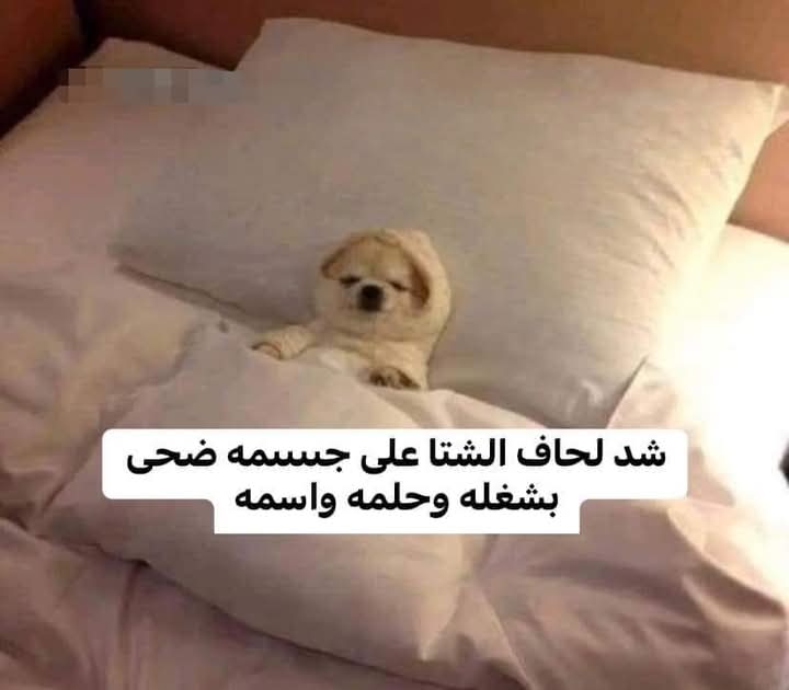 Arab Memes (@arabmemesss) on Twitter photo 