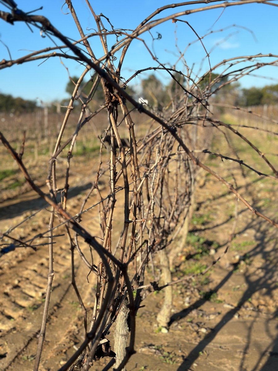RaventosiBlanc's tweet image. [VITICULTURA 🌱]

La naturaleza sigue su propio ritmo. En la misma viña, las cepas de #Malvasia aún conservan algunas hojas, mientras que las de #Xarel·lo ya están completamente desnudas. Cada variedad, un mundo único. 🌿