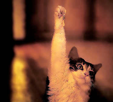 Discoverer of ART tweet media