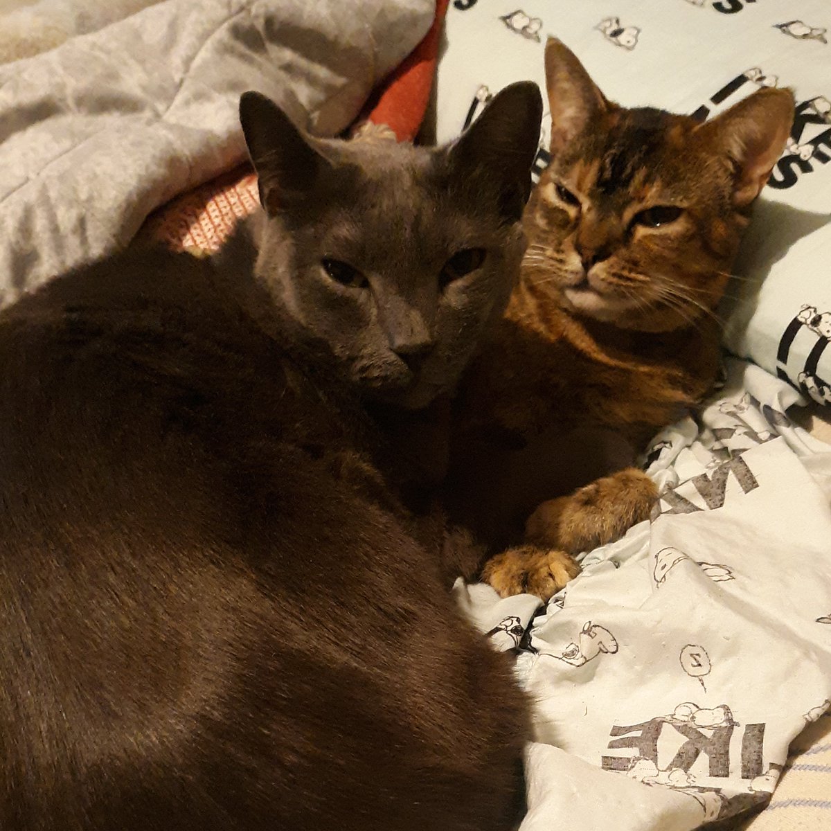 Bandit &amp; Cinnamon Roll😻❤