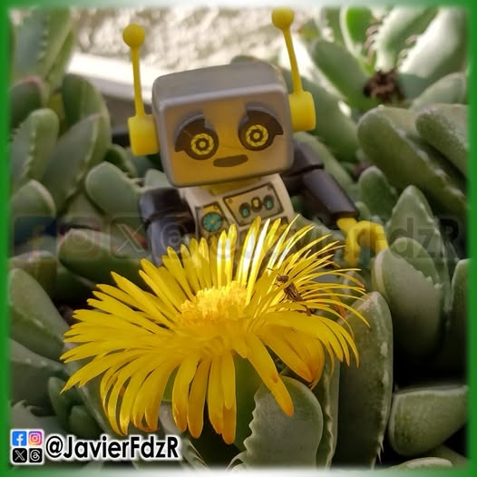 JavierFdzR's tweet photo. #Flor #jardin #aizoaceae #Mandibuladetiburon #aizoaceaefamily #robot #Robotito #Playmobil #Roboter https://t.co/7bHBkoasWj