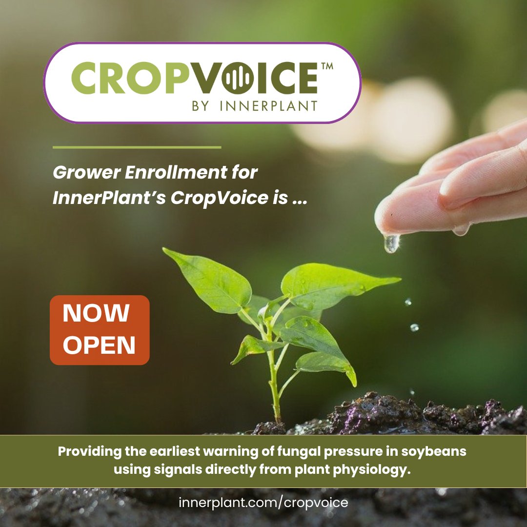 Inner_Plant's tweet image. 🌱 Grower enrollment for InnerPlant’s CropVoice is open! Take advantage of this early warning  fungal detection technology to maximize your crop protection ROI.

Learn more about the technology in this short video ➡️ youtu.be/CQ9_-xhhIWI?si…

#CropVoice #InnerSoy #yieldprotection