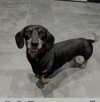 millypod1's tweet photo. 🆘8 DEC 2024 #Lost LOUIE #ScanMe #SausageArmy ELDERLY Dachshund Miniature Male 
#Andigestion #Holsworthy #Torridge #Devon #EX22 https://t.co/KKGvgfC0HM https://t.co/t0yOxxAHAo