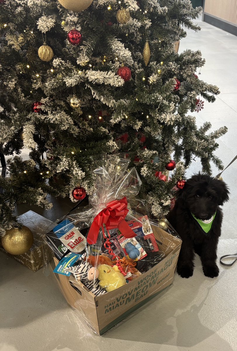 jphc87's tweet photo. He loves a freebie!!! Eton thrilled with his Christmas Hamper from Maxi Zoo Naas. Thanks to Lauren and all the team in Maxi Zoo is his favourite shop in all the world 😂 @mycaninecompani @MAXIZOOIRELAND https://t.co/jiSRNhXKE2