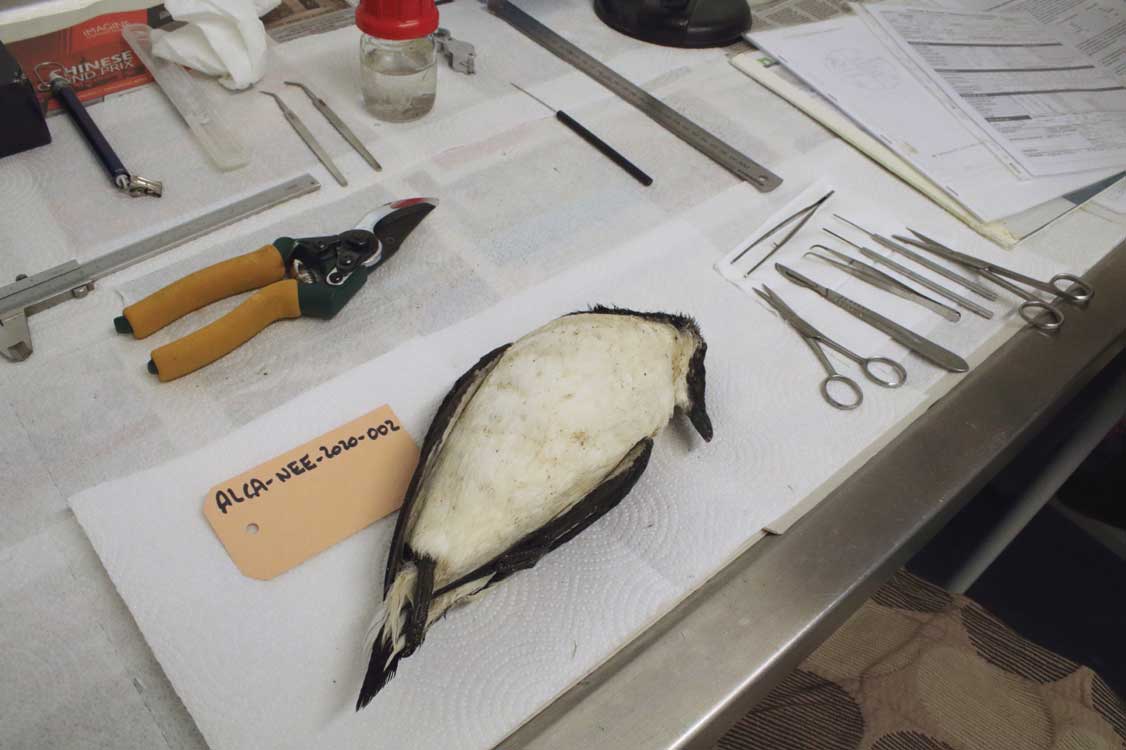 Dan Turner (@dant_coast) on Twitter photo Wed, 20 Nov 2024.
I worked with <a href="/elaynadaniels/">Elayna Daniels</a> on razorbills at <a href="/NCLDoveMarine/">NCL Dove Marine Lab</a>. The photograph shows a first-winter male found in Northumberland by @desiccated_matt in Oct 2020. The cause of death was inconclusive. We collected feathers and tissues. <a href="/FrancisDaunt/">Francis Daunt</a> <a href="/jon_seabirds/">Jon Green</a> Wed, 20 Nov 2024.
I worked with <a href="/elaynadaniels/">Elayna Daniels</a> on razorbills at <a href="/NCLDoveMarine/">NCL Dove Marine Lab</a>. The photograph shows a first-winter male found in Northumberland by @desiccated_matt in Oct 2020. The cause of death was inconclusive. We collected feathers and tissues. <a href="/FrancisDaunt/">Francis Daunt</a> <a href="/jon_seabirds/">Jon Green</a>