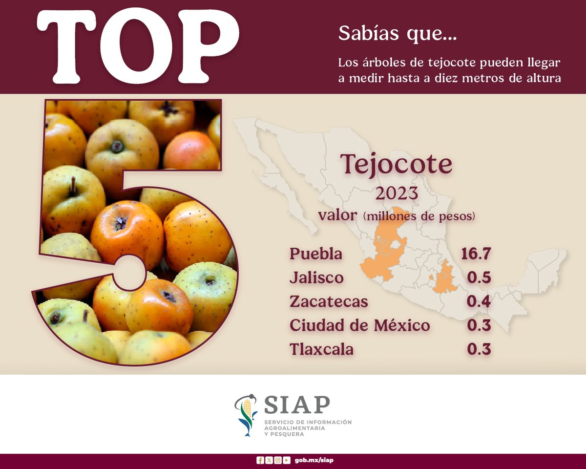 DGSIAP_Mx's tweet photo. En 2023, se cosechó más de 5 mil toneladas de #tejocote, lo equivalente a 18.6 millones de pesos de valor, la entidad más #productiva de esta #fruta, es #Puebla con 16.7 millones de pesos. 
https://t.co/2STji0uXN0 https://t.co/F1VFFJETQq