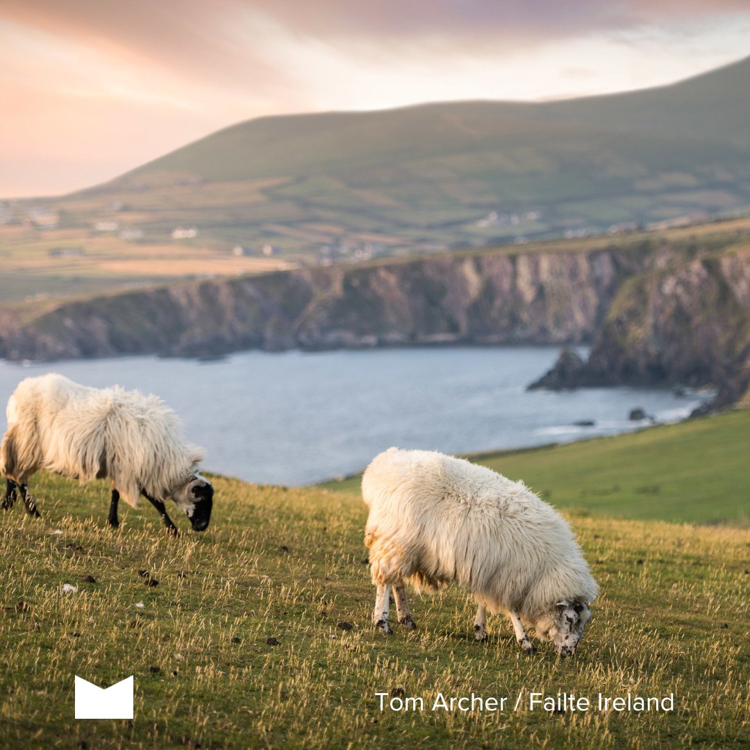 DiscoverKerry_'s tweet photo. From our heart-breaking sports stars to the heart-pounding beauty of the land, Kerry is a place that steals the hearts of the nation—one visitor at a time. 🌄
#discoverkerry #wildatlanicway https://t.co/FVj8gq1m7g