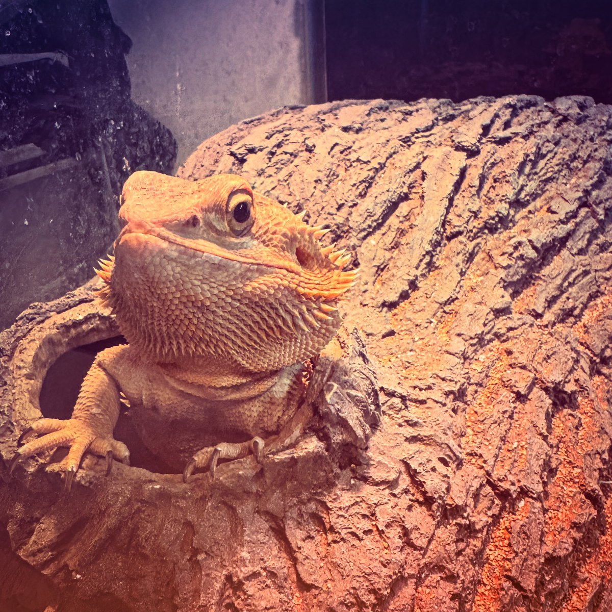 KNIXXexotics's tweet photo. Good morning… 🙏🙏

#reptiles #beardeddragon https://t.co/U1LAM0qzYP