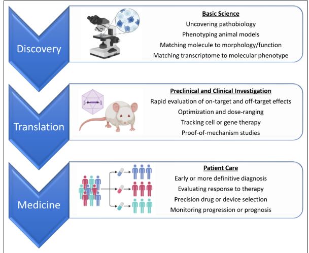 CircAHA's tweet photo. Can molecular imaging revolutionize cardiovascular care? This review from Lindner and Morello provides the basis for how and why non-invasive molecular imaging is a key component of precision medicine @JlindnerMD @Matteomore98571 https://t.co/B0PEH1tnGk https://t.co/xDdt8JJzkB