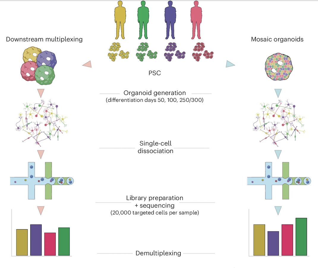The team of <a href="/gtesta72/">Giuseppe Testa</a> have developed methods for multiplexing cortical organoid development to trace neurodevelopmental trajectories at high resolution and at scales. They report SCanSNP, an algorithm to deconvolve cell identities. 

nature.com/articles/s4159…