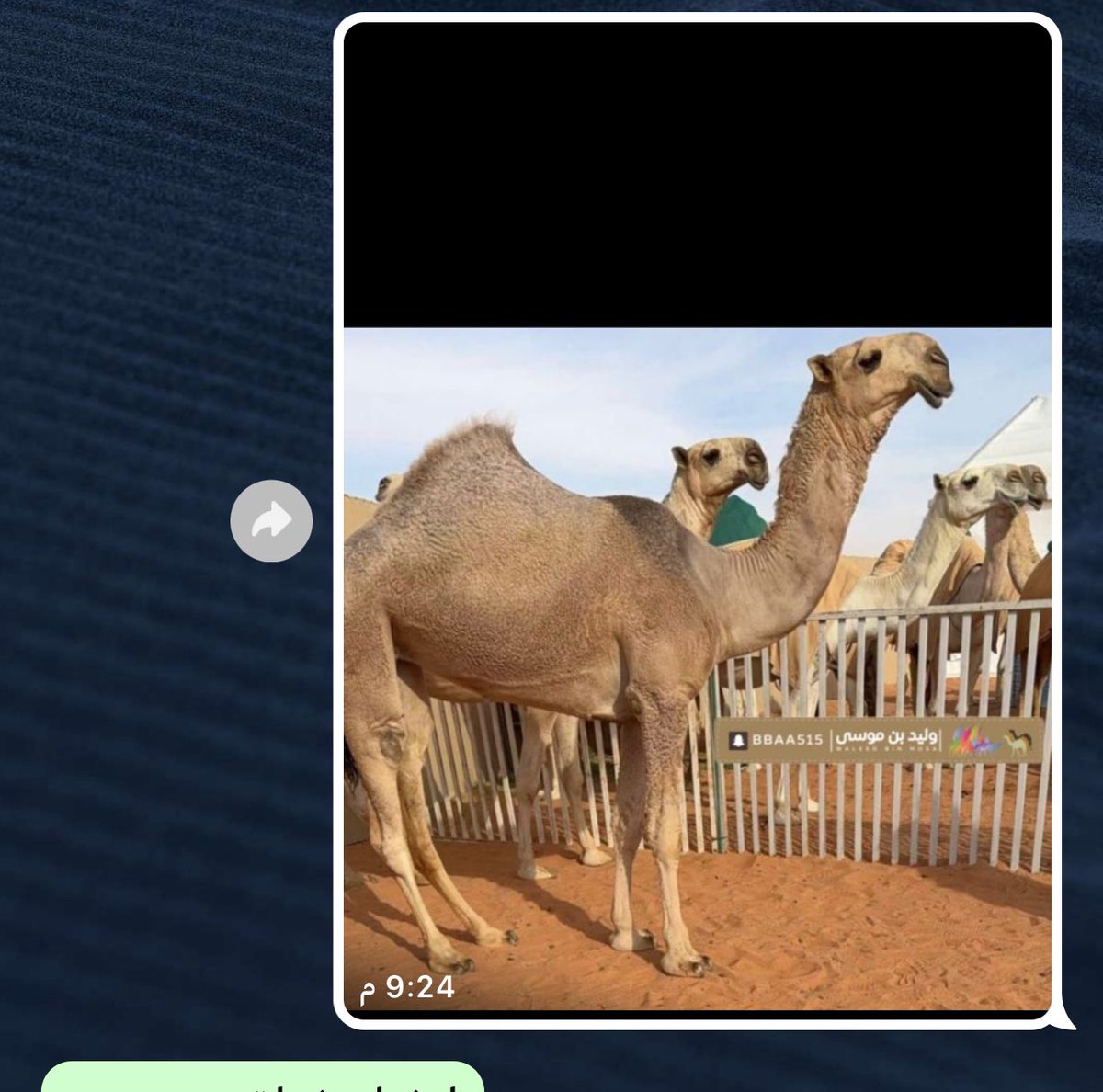 lilililmlililil's tweet image. من #الواتس .. سائل يسأل عن ابيها وشنهوو ؟