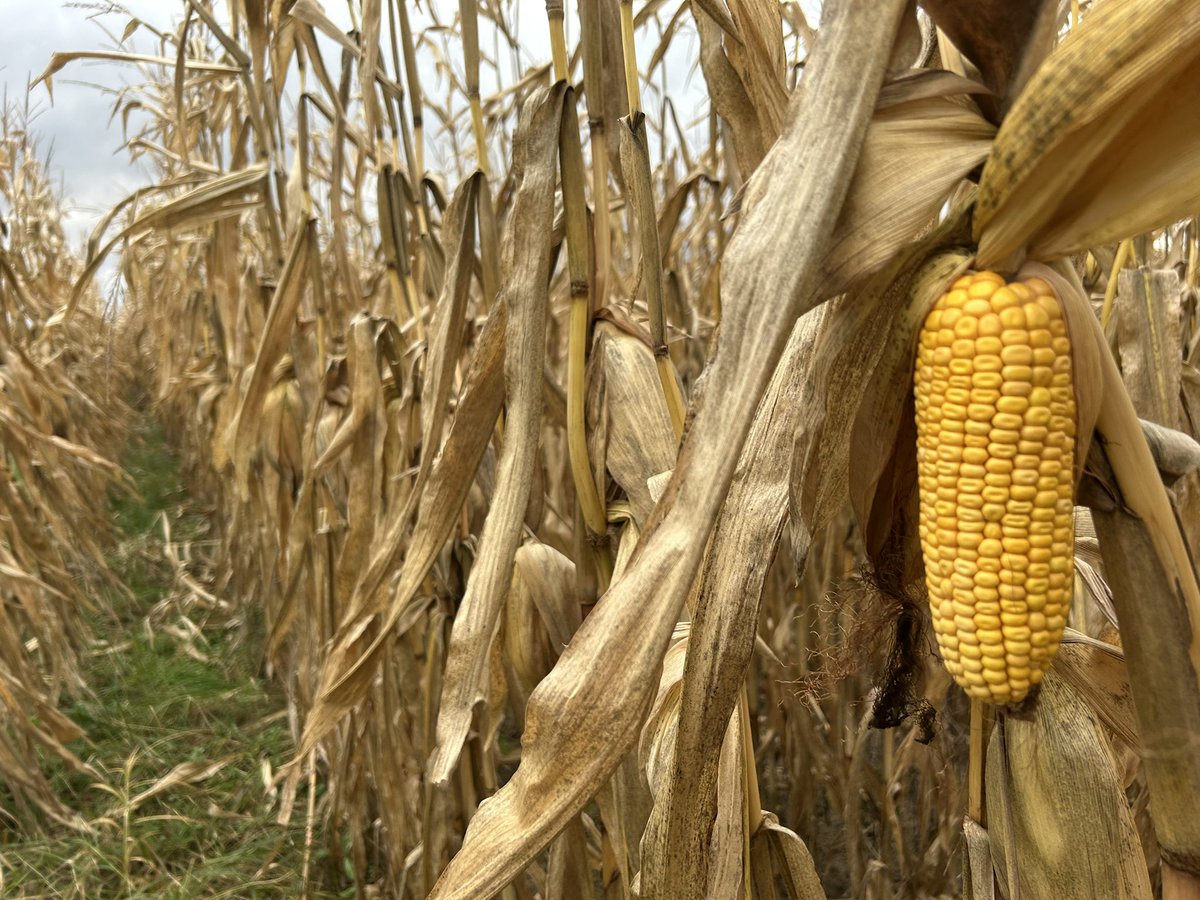 Encore quelques maïs 🌽 sur pied çà et là (les gelées à venir <a href="/OrMeteo/">Météo Côte-d'Or</a> ne suffiront pas pour porter la moissonneuse dans cette parcelle du 21)

La date limite d’enlèvement a-t-elle été adaptée <a href="/ChasseursFrance/">Chasseurs de France</a> ?